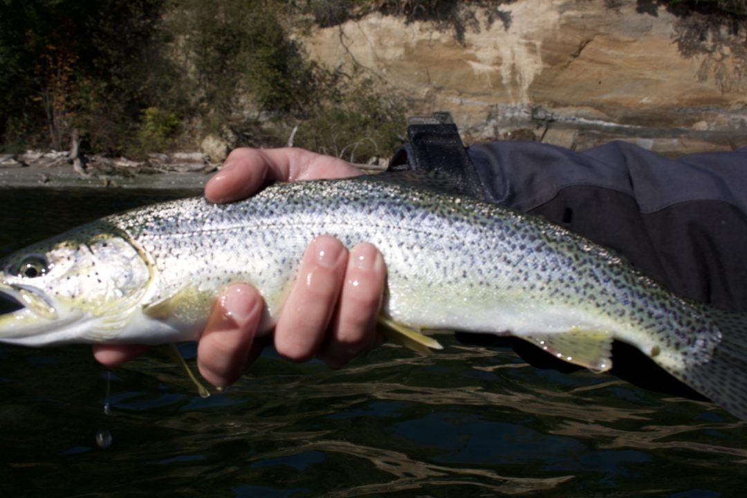 Puget Sound Sea Run Cutthroat Fly Fishing Put A Coat On And Go Fly