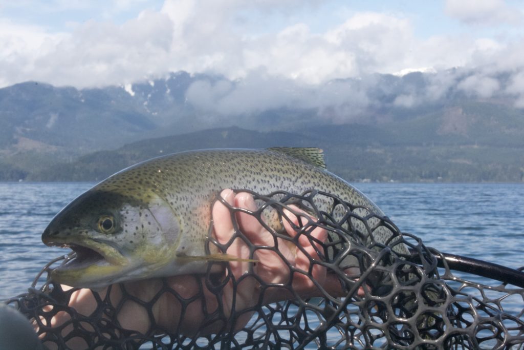 Western Style Sea Run Cutthroat Fly Fishing On The Saltwater Hood